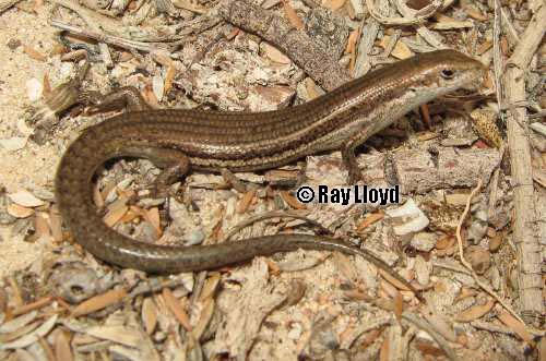 Bight Coast skink (Pseudemoia baudini)
