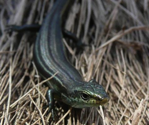 alpine bog-skink (Pseudemoia cryodroma)