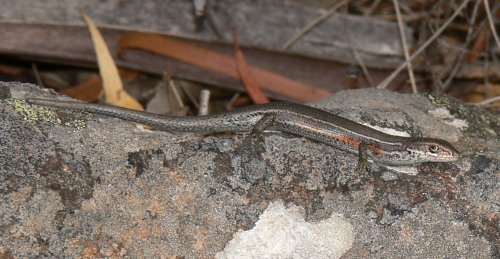 southern grass skink (Pseudemoia entrecasteauxii)