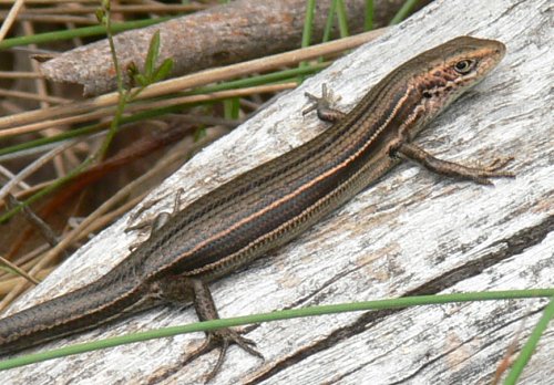 tussock skink (Pseudemoia pagenstecheri)