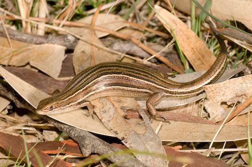 glossy grass skink (Pseudemoia rawlinsoni)