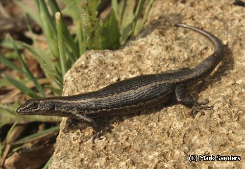 trunk-climbing cool-skink (Pseudemoia spenceri)