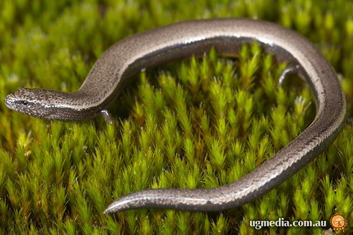 three-toed skink (Saiphos equalis)