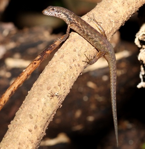 pale-lipped shadeskink (Saproscincus basiliscus)