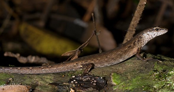 orange-tailed shadeskink (Saproscincus challengeri)