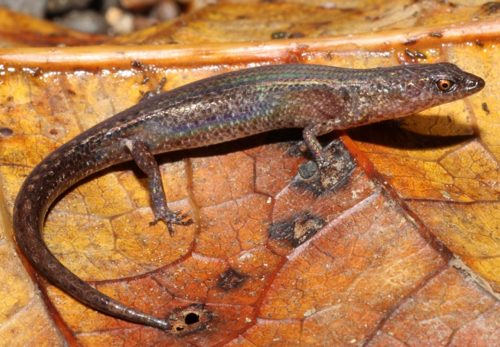 wedge-snouted shadeskink (Saproscincus czechurai)