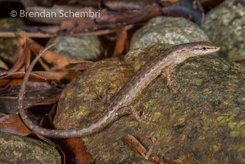 Eungella shadeskink (Saproscincus eungellensis)