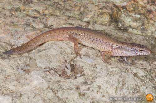 Hannah's shadeskink (Saproscincus hannahae)