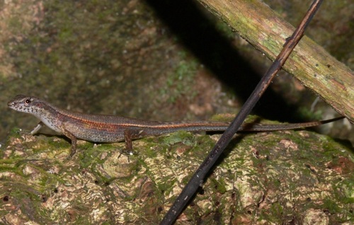 Lewis' shadeskink (Saproscincus lewisi)
