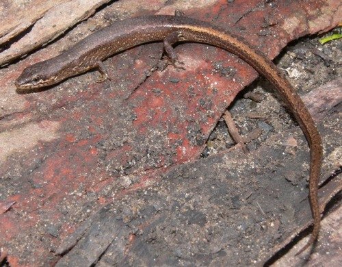 weasel skink (Saproscincus mustelinus)