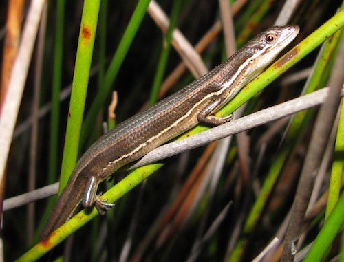 heath shadeskink (Saproscincus oriarus)
