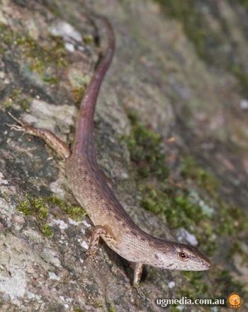 Rose's shadeskink (Saproscincus rosei)