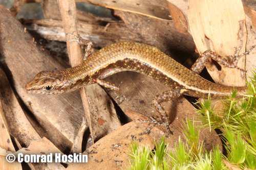 Cape Melville shadeskink (Saproscincus saltus)