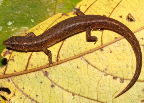 four-fingered shadeskink (Saproscincus tetradactylus)