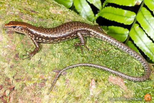 Bartle Frere cool-skink (Techmarscincus jigurru)