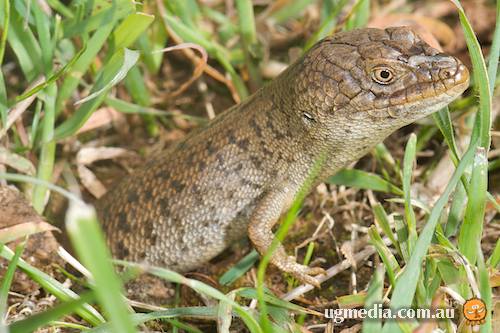 pygmy blue-tongued skink (Tiliqua adelaidensis)