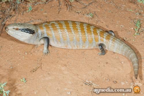 centralian blue-tongued skink (Tiliqua multifasciata)