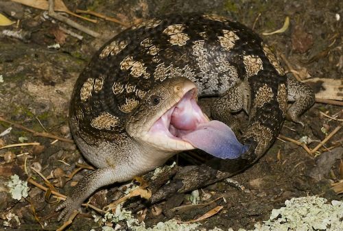 blotched blue-tongued skink (Tiliqua nigrolutea)