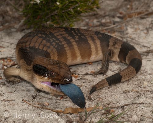 western blue-tongued skink (Tiliqua occipitalis)