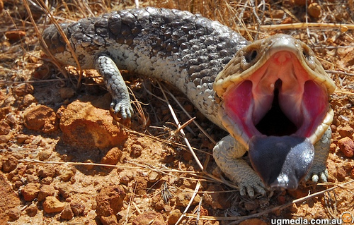 shingleback (Tiliqua rugosa)