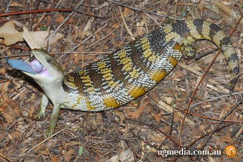 common blue-tongued skink (Tiliqua scincoides)