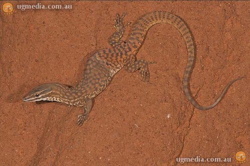 ridge-tailed monitor (Varanus acanthurus)