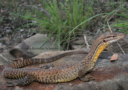 black-spotted spiny-tailed monitor (Varanus baritji)
