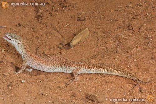 short-tailed pygmy monitor (Varanus brevicauda)