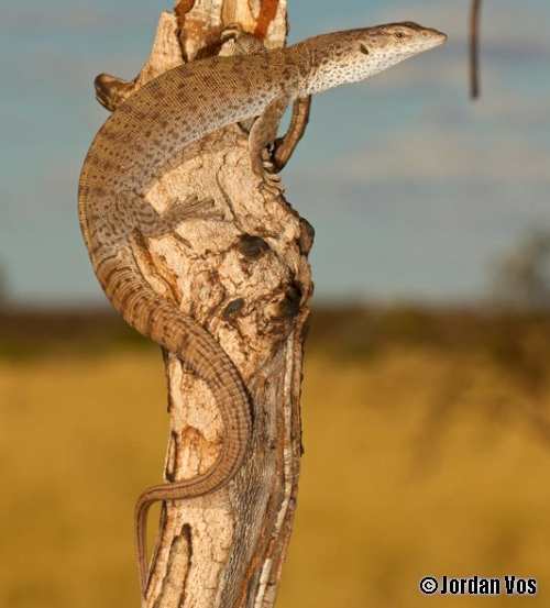 Bush's monitor (Varanus bushi)