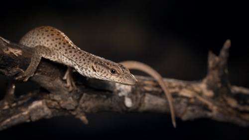 stripe-tailed monitor (Varanus caudolineatus)