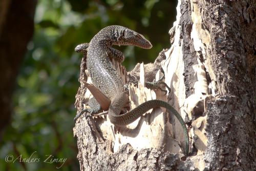 blue-tailed goanna (Varanus doreanus)