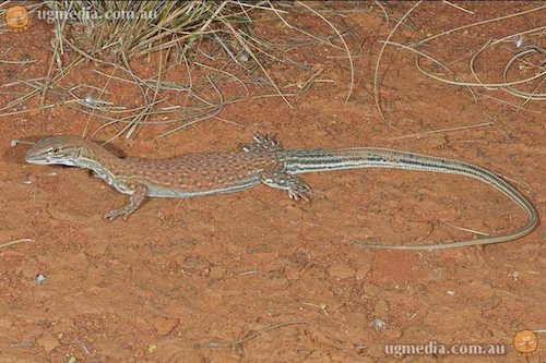 pygmy desert monitor (Varanus eremius)