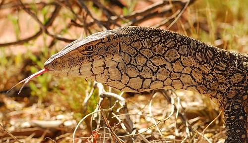 perentie (Varanus giganteus)