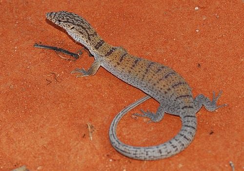 pygmy mulga monitor (Varanus gilleni)