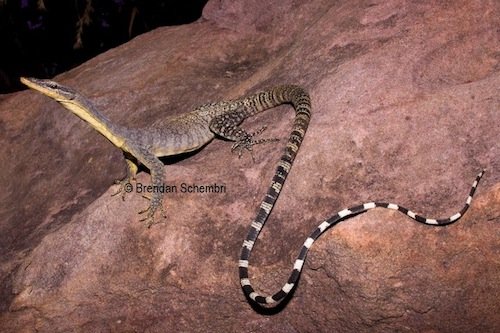 Kimberley rock monitor (Varanus glauerti)