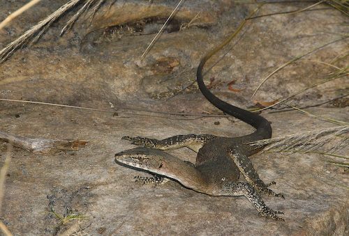 black-palmed monitor (Varanus glebopalma)