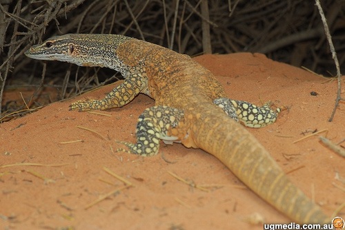 sand goanna (Varanus gouldii)