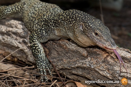 mangrove monitor (Varanus indicus)