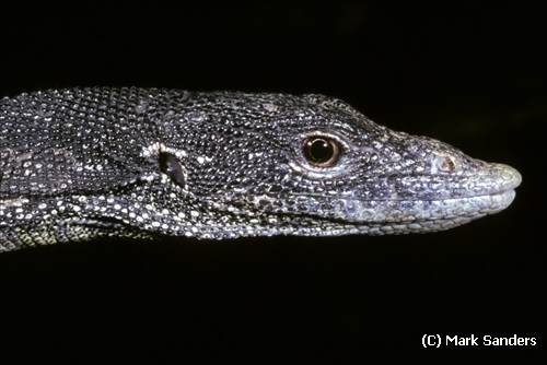 canopy goanna (Varanus keithhornei)