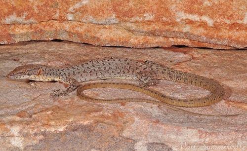long-tailed rock monitor (Varanus kingorum)