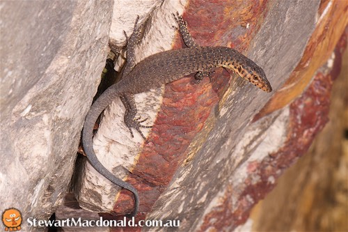 Mitchell's water monitor (Varanus mitchelli)