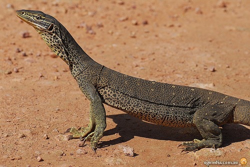 yellow-spotted monitor (Varanus panoptes)