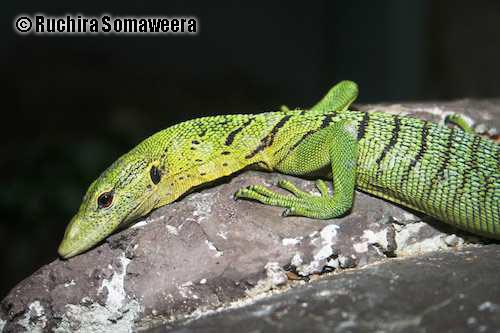 emerald monitor (Varanus prasinus)