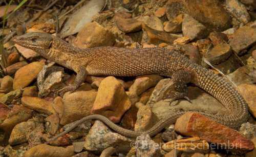 northern ridge-tailed monitor (Varanus primordius)