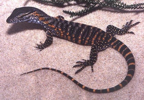 heath monitor (Varanus rosenbergi)