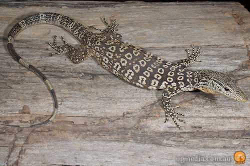 spotted tree monitor (Varanus scalaris)