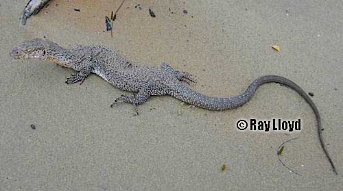 rusty monitor (Varanus semiremex)