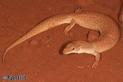 Dampier Peninsula goanna (Varanus sparnus)