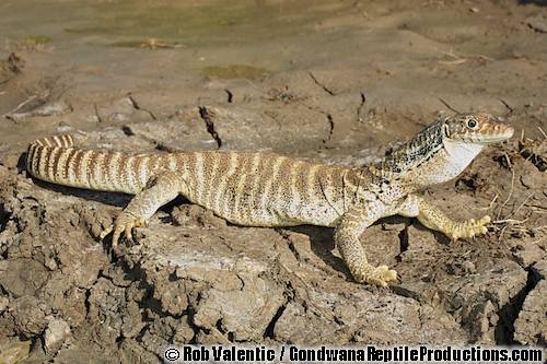 Spencer's monitor (Varanus spenceri)