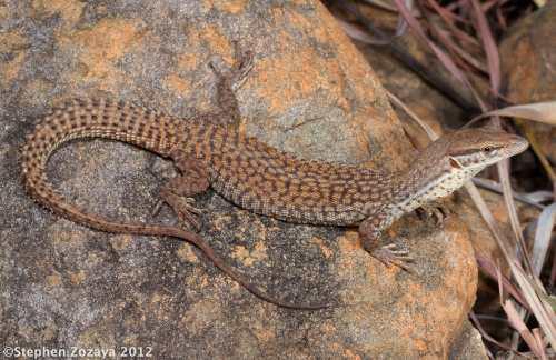 Storr's monitor (Varanus storri)